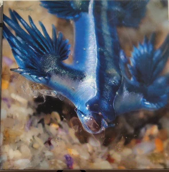 Alessandro Adriani - Four Tracks